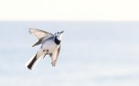 Pied wagtail